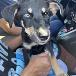 Shelter Stray Female Dog last seen , 4710 TX-151, San Antonio, TX 78227, USA