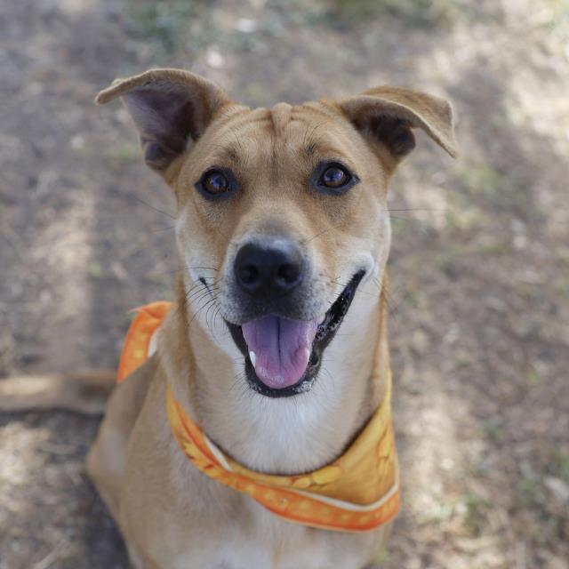 Shelter Stray Female Dog last seen Near BLOCK WELLINGTON, 4710 TX-151, San Antonio, TX 78227, USA