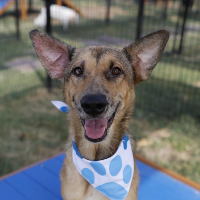 Shelter Stray Female Dog last seen Near BLOCK STEVES, 4710 TX-151, San Antonio, TX 78227, USA