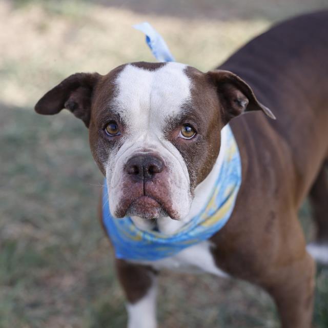 Shelter Stray Female Dog last seen Near BLOCK PLEASANTON, 4710 TX-151, San Antonio, TX 78227, USA