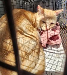 Shelter Stray Unknown Cat last seen Near BLOCK GARRNET, 4710 TX-151, San Antonio, TX 78227, USA