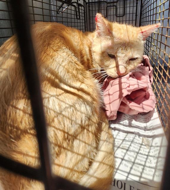 Shelter Stray Unknown Cat last seen Near BLOCK GARRNET, 4710 TX-151, San Antonio, TX 78227, USA