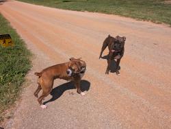 Found/Stray Female Dog last seen Dante Road, Knoxville, Tennessee, Knoxville, TN 37918