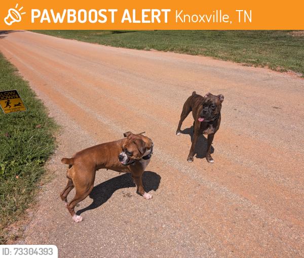 Found/Stray Female Dog last seen Dante Road, Knoxville, Tennessee, Knoxville, TN 37918