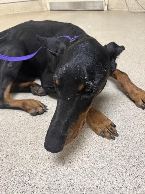 Shelter Stray Male Dog last seen MARKET ST/ VIA CERRO, 6851 Van Buren Boulevard, Jurupa Valley, CA 92509, USA