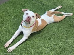 Shelter Stray Male Dog last seen , 14409 Vanowen St, Van Nuys, CA 91405, USA