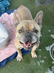 Shelter Stray Male Dog last seen , 11361 W Pico Blvd, Los Angeles, CA 90064, USA