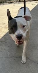 Shelter Stray Male Dog last seen Near BLOCK SW 44TH ST, OKLAHOMA CITY OK 73119, 2811 SE 29th St, Oklahoma City, OK 73129, USA