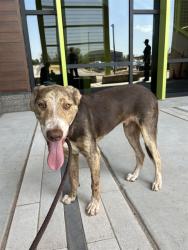 Shelter Stray Male Dog last seen Near BLOCK SE 25TH ST, 2811 SE 29th St, Oklahoma City, OK 73129, USA