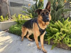 Shelter Stray Male Dog last seen , 957 N Gaffey St, San Pedro, CA 90731, USA