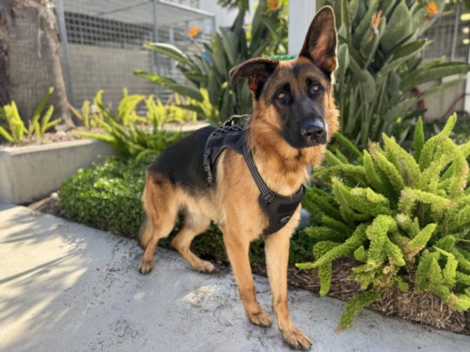 Shelter Stray Male Dog last seen , 957 N Gaffey St, San Pedro, CA 90731, USA