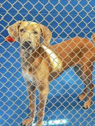 Shelter Stray Female Dog last seen 8TH ST/ M ST, BAKERSFIIELD, CA, 201 S Mt Vernon Ave, Bakersfield, CA 93307, USA