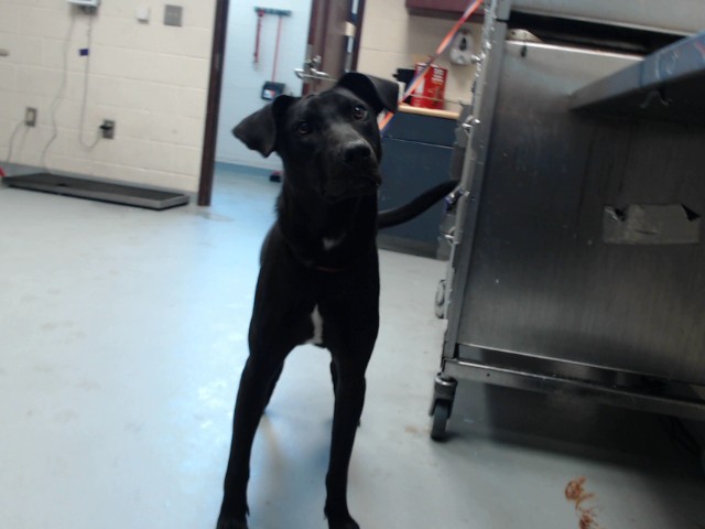 Shelter Stray Male Dog last seen , 4704 Corporation Dr, Fayetteville, NC 28306, USA