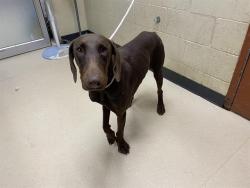 Shelter Stray Female Dog last seen , 3839 W Burnham St, West Milwaukee, WI 53215, USA