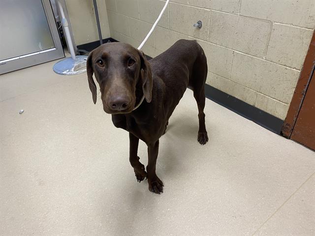 Shelter Stray Female Dog last seen , 3839 W Burnham St, West Milwaukee, WI 53215, USA