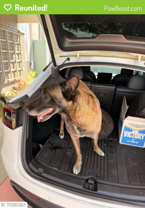 Reunited Female Dog last seen Clark, Long Beach city college, Long Beach, CA 90808