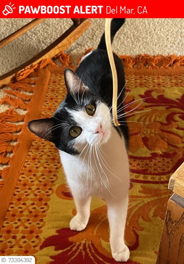 Lost Male Cat last seen Balboa and Seaview, Del Mar, CA 92014