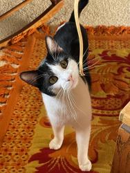 Lost Male Cat last seen Balboa and Seaview, Del Mar, CA 92014