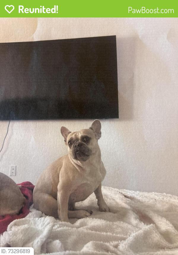 Reunited Female Dog last seen Texas A&M San Antonio TX neighborhoods, San Antonio, TX 78224