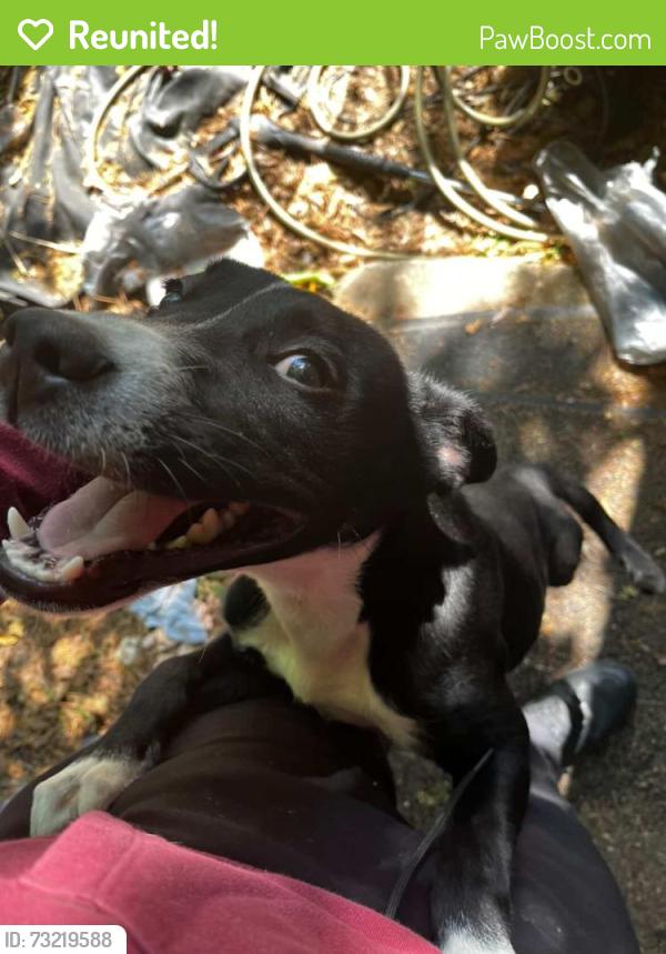 Reunited Male Dog last seen Near the mall and gym area and the neighborhood, Fayetteville, NC 28314