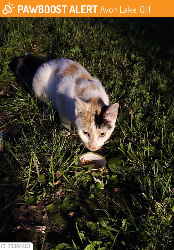Found/Stray Unknown Cat last seen Troy middle school, Avon Lake, OH 44012