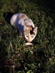 Found/Stray Unknown Cat last seen Troy middle school, Avon Lake, OH 44012