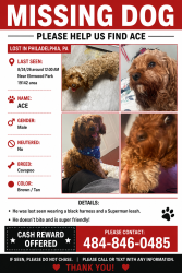 Reunited Male Dog last seen Elmwood park, dicks ave, Philadelphia, PA 19142