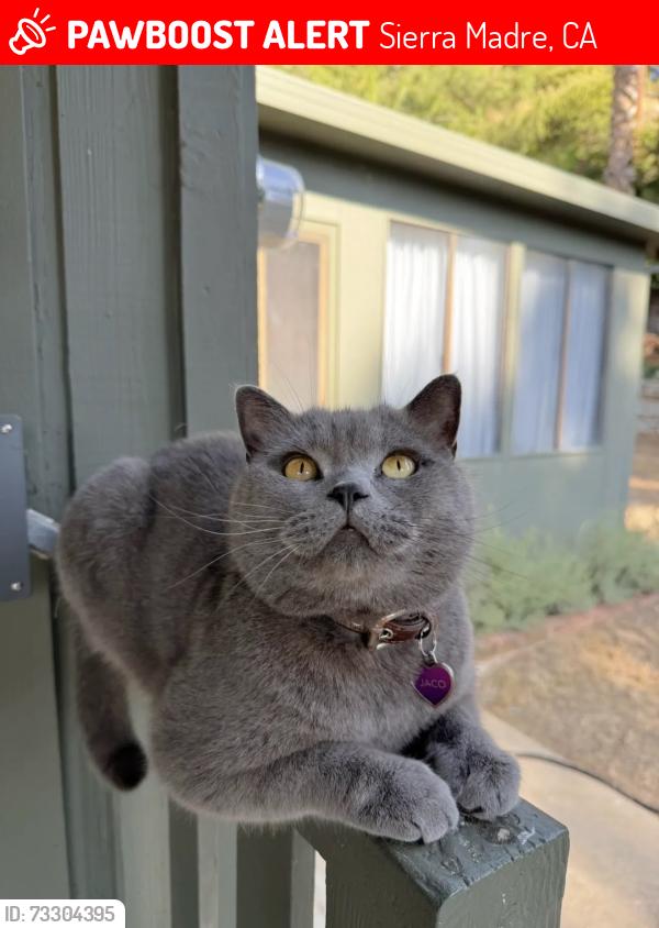 Lost Male Cat last seen Mountain Trail, Sierra Madre, CA 91024