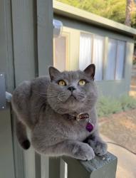 Lost Male Cat last seen Mountain Trail, Sierra Madre, CA 91024