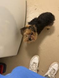 Found/Stray Male Dog last seen In the complex by building 31, Mobile, AL 36609