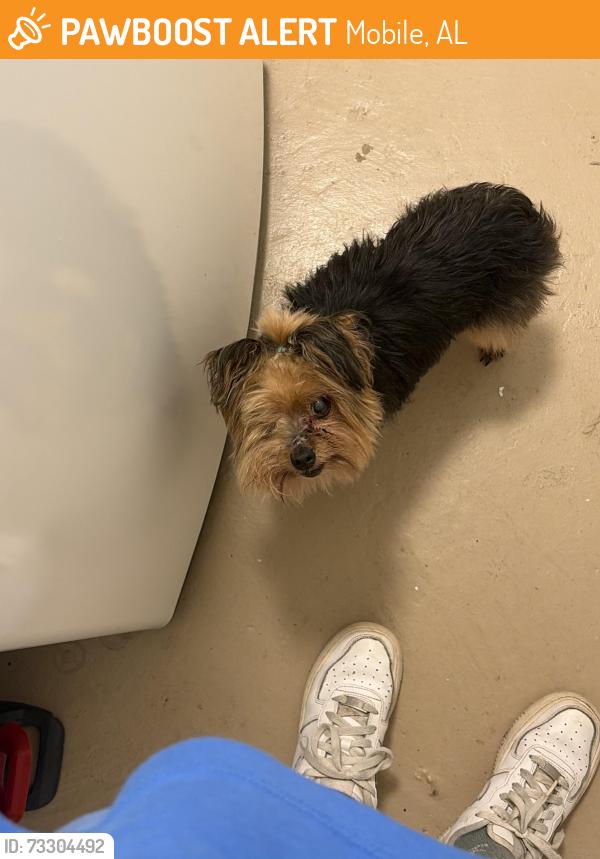 Found/Stray Male Dog last seen In the complex by building 31, Mobile, AL 36609