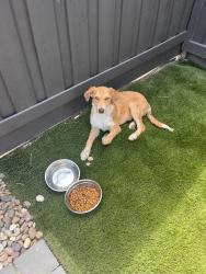 Found/Stray Female Dog last seen Near Lathrop High school, Lathrop, CA 95330