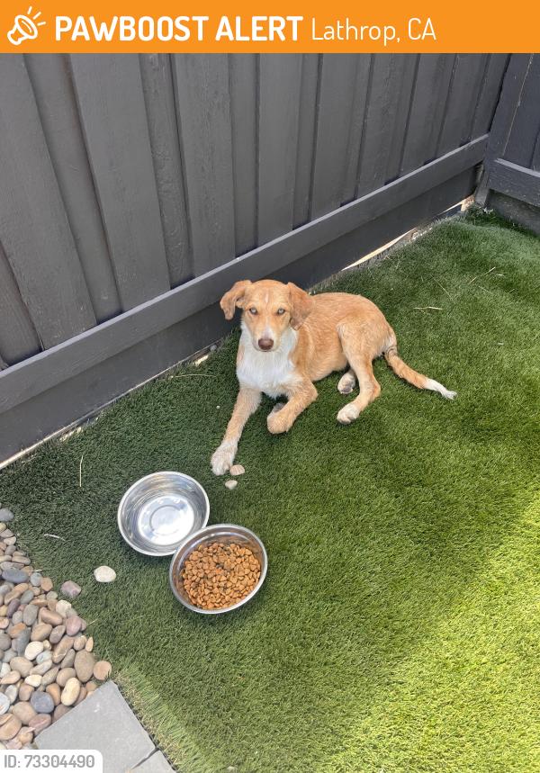 Found/Stray Female Dog last seen Near Lathrop High school, Lathrop, CA 95330