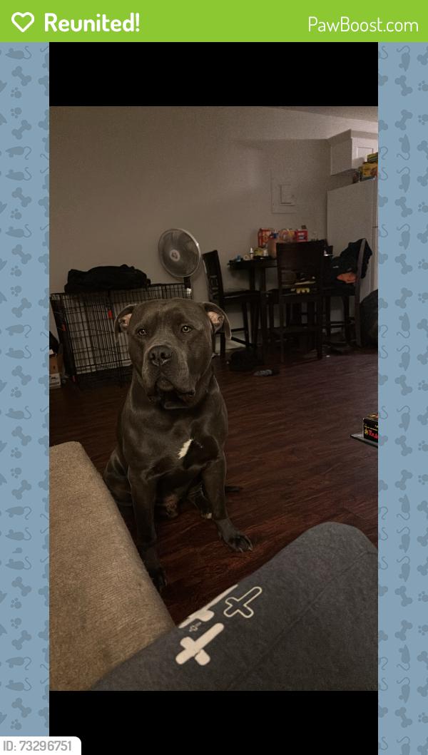 Reunited Male Dog last seen Forest ave, Forest Park, GA 30297