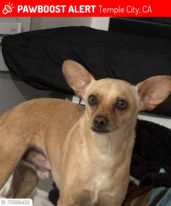 Lost Male Dog last seen Hermosa and Ivar, Temple City, CA 91780