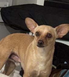 Lost Male Dog last seen Hermosa and Ivar, Temple City, CA 91780