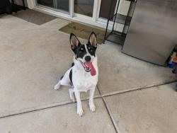 Reunited Female Dog last seen Regent and caledon lincoln crossing, Lincoln, CA 95648