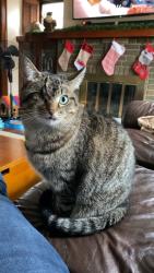 Lost Female Cat last seen W Schaaf Rd and Hilland Rd, Cleveland, OH 44109