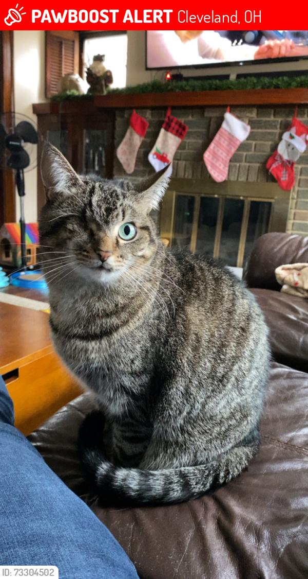 Lost Female Cat last seen W Schaaf Rd and Hilland Rd, Cleveland, OH 44109