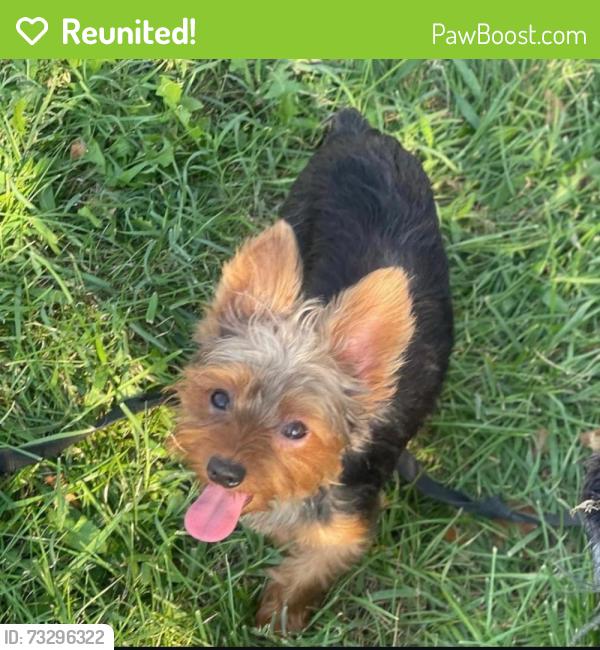 Reunited Male Dog last seen Near autoville drive, College Park, MD 20740