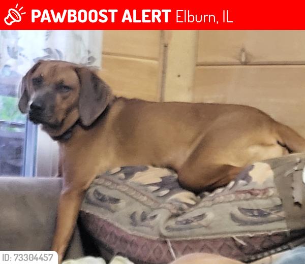 Found/Stray Female Dog last seen Old Newport Hwy., Sevierville TN 37876, Elburn, IL 60119