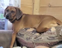 Found/Stray Female Dog last seen Old Newport Hwy., Sevierville TN 37876, Elburn, IL 60119