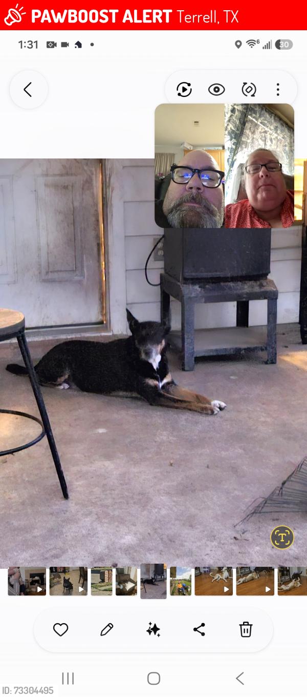 Lost Female Dog last seen Forrest creek and poetry road, Terrell, TX 75160