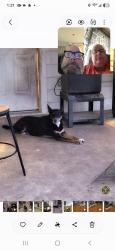 Lost Female Dog last seen Forrest creek and poetry road, Terrell, TX 75160