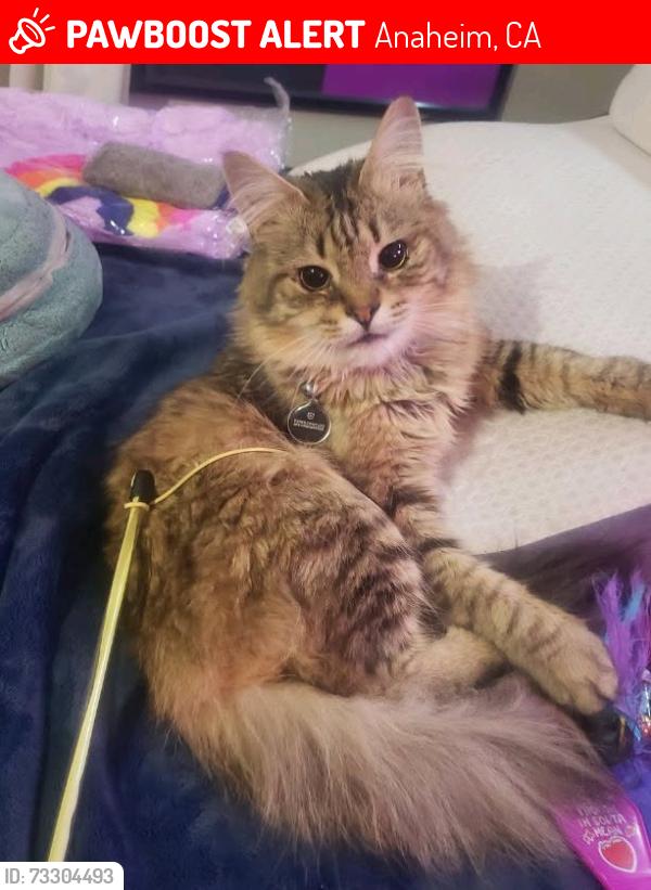 Lost Male Cat last seen state college and underhill, Anaheim, CA 92805