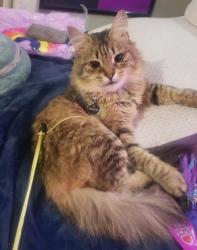 Lost Male Cat last seen state college and underhill, Anaheim, CA 92805