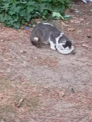 Found/Stray Unknown Cat last seen D Street NE, Salem, OR 97301