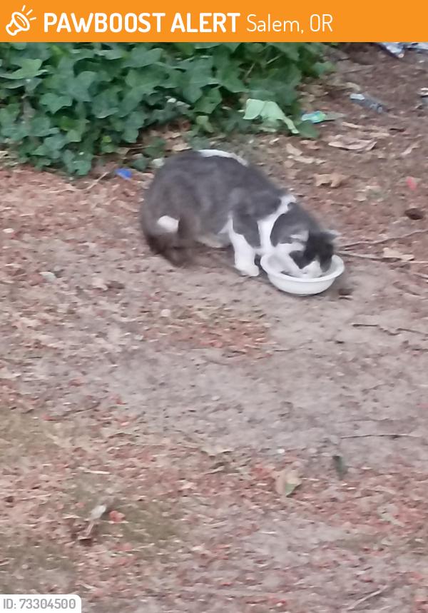 Found/Stray Unknown Cat last seen D Street NE, Salem, OR 97301