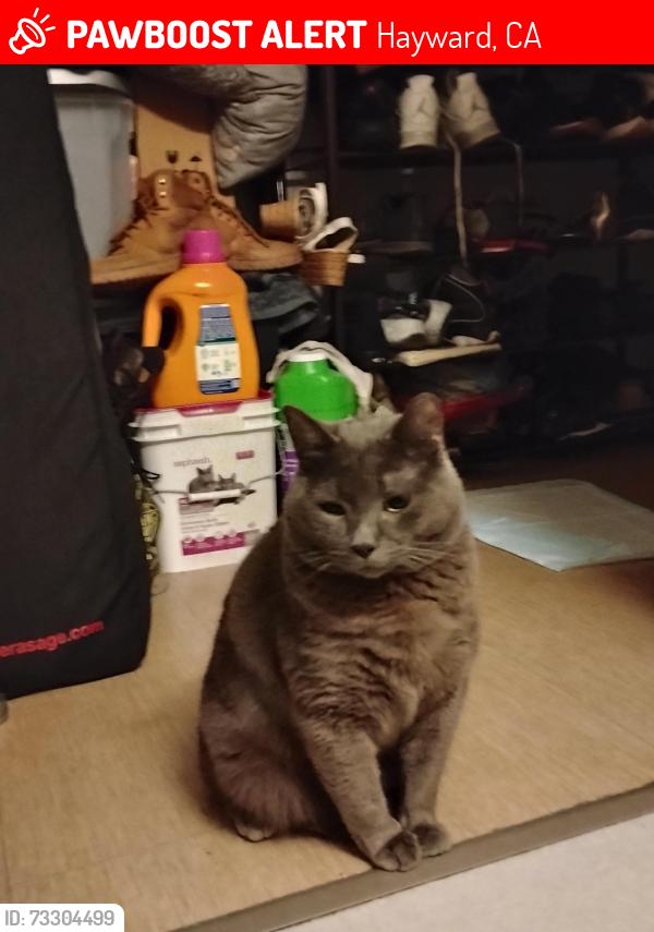 Lost Male Cat last seen Huntwood, Shepard, belvedere ct, Hayward, CA 94544