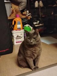 Lost Male Cat last seen Huntwood, Shepard, belvedere ct, Hayward, CA 94544